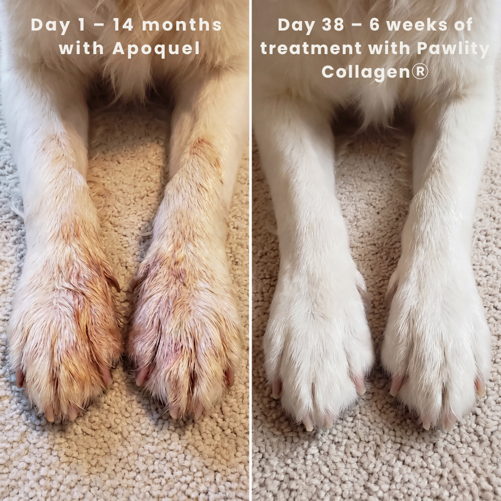 Pawlity® Premium Liquid Collagen