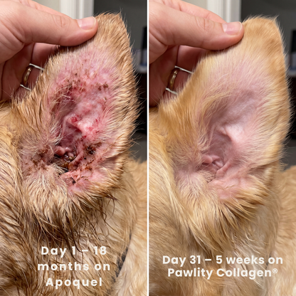 Pawlity® Premium Liquid Collagen