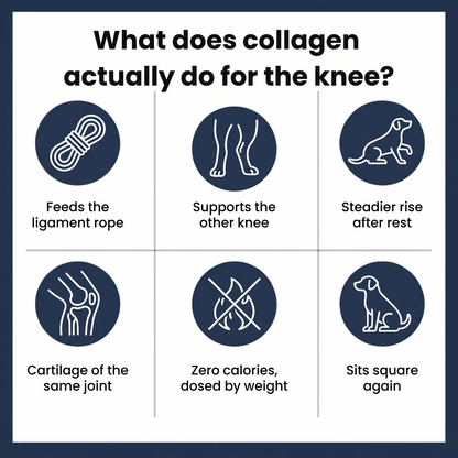 Pawlity® Cruciate Support Collagen Drops: For The Other Knee