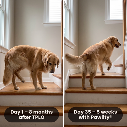Pawlity® Cruciate Support Collagen Drops: For The Other Knee