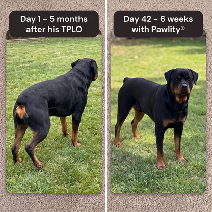 Pawlity® Cruciate Support Collagen Drops: For The Other Knee